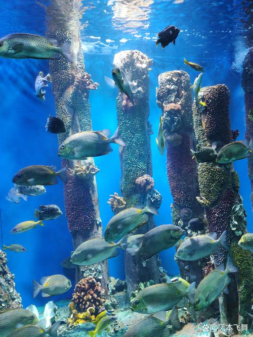 不行就给个棒棒糖 水族世界的教养妥协艺术