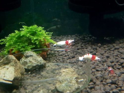 石家庄本地上岸指南 水族玩家的“东西多多”淘货与安家全攻略